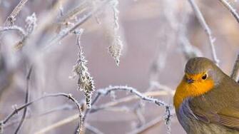 Snow Bird Wallpaper High Definition Quality Widescreen