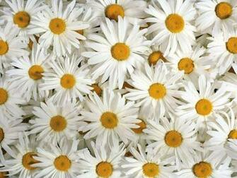 Daisy Flower Wallpaper