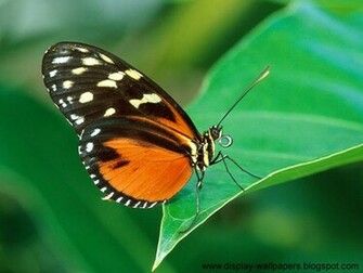 Wallpaper Butterfly Desktop HD
