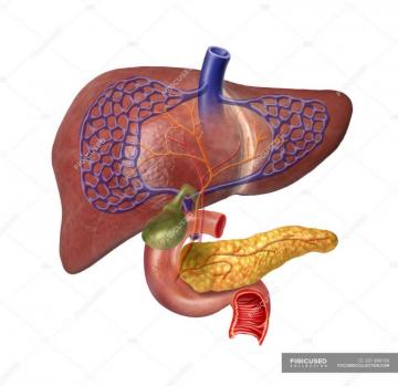 Human Digestive System Isolated On White Background