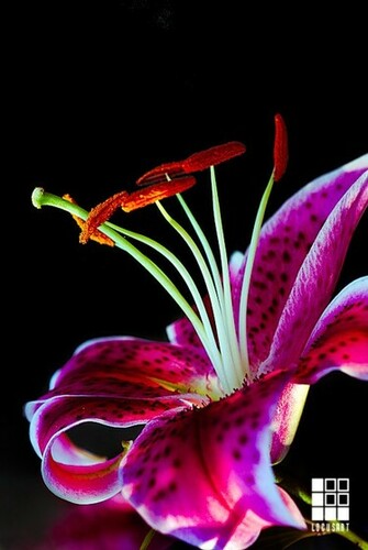 Tiger Lily