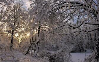 Winter Wallpaper Snow Forest Original Zima Gdefon