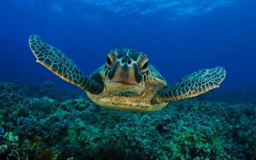 Sea Turtle Wallpaper Background On