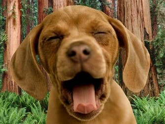 Puppies Wallpaper Display Cute