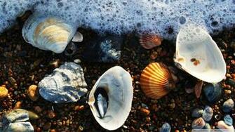 Seashells On Beach Wallpaper