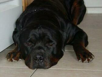 Giant Rottweilers Background Wallpaper Dogbreedswallpaper