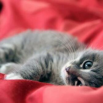 HD Cat iPad Wallpaper