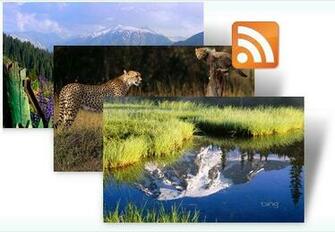 Bing Dynamic Theme Brings Fresh Wallpaper To Windows Desktop