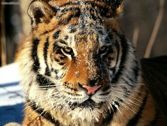 Tags Tiger Pics Siberian