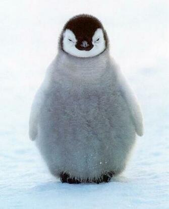 Cute Penguin