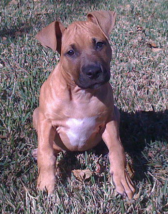 Pitbull Puppy Wallpaper