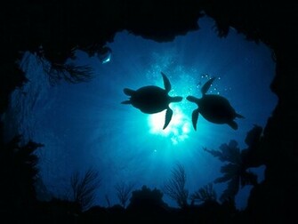 Wallpaper Online Best Collection Of Ocean Ever