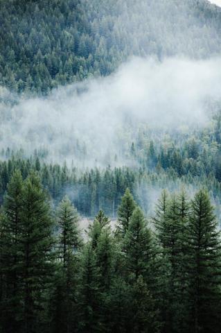 Foggy Forest Pictures Stunning Image