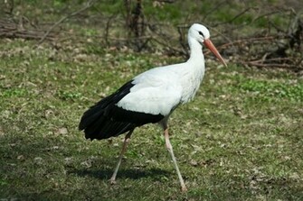 Stork Wallpaper