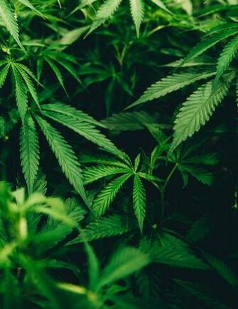 Weed Background Image HD Background