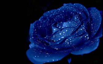 Blue Rose Wallpaper HD