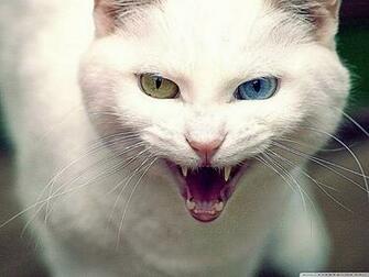 Angry Cats Wallpaper HD