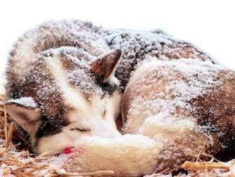 Dogs Husky Wallpaper Snow Desktop