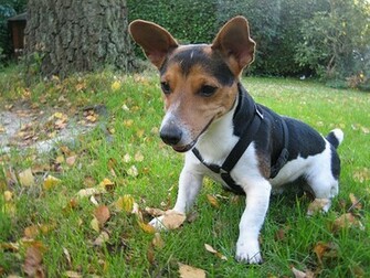 Jack Russell Wallpaper Animal Literature