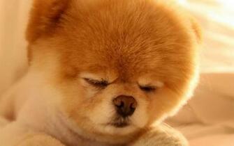 Animals Dogs Pets Pomeranian Boo Wallpaper