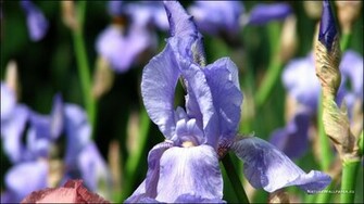 Wallpaper Iris Background