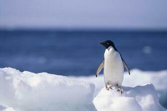 Penguin Wallpaper HD