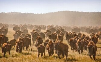 Bison Wallpaper HD