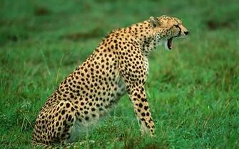 Africa Animal Wallpaper