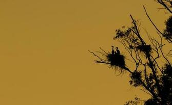 Wallpaper Tree Bird Nest Silhouette