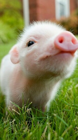Cute Pig Lg G2 Wallpaper