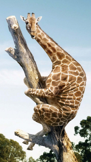 Cute Animal iPhone Wallpaper