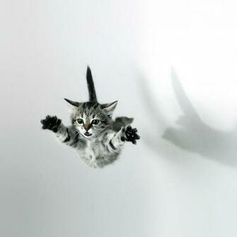 Fun Humor The Flying Cat Funny Kitty iPad iPhone HD Wallpaper