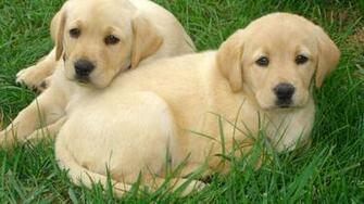 Pics For Cute Labrador Wallpaper