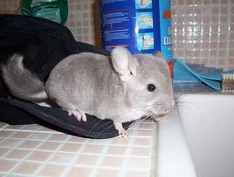 Chinchilla And The Hat By Madness