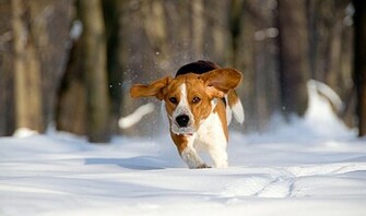 Beagle Wallpaper