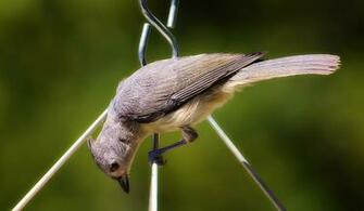 Pin Bird Finch Missouri