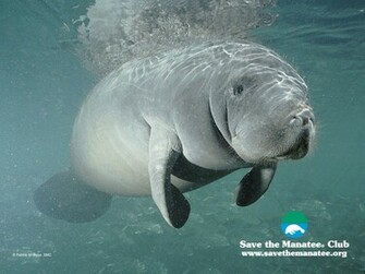 Wallpaper Manatee Background
