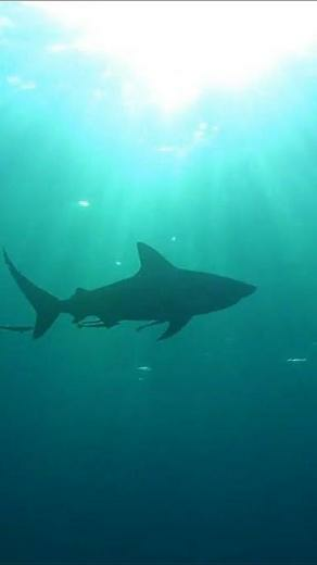 Real Sharks HD Live Wallpaper Re Android App Playboard