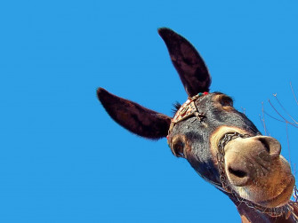 Donkey Wallpaper