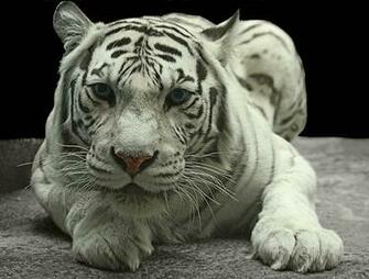 White Tiger In Water Wallpaper