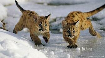 Mountain Lion Cubs HD Wallpaper IHD