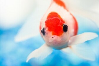 Gold Fish Wallpaper Beautiful