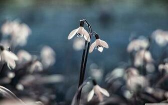 Wallpaper World Open Snowdrops HD X
