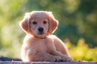 Golden Retriever Dog Puppy Wallpaper