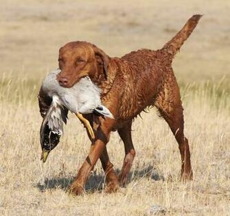 Retriever Chesapeake Bay Image Crazy Gallery