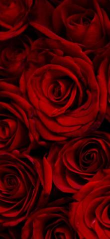 Black Roses iPhone Wallpaper On
