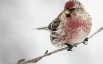 Common Redpoll HD Wallpaper Background Image Id