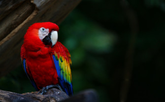 Parrot Wallpaper
