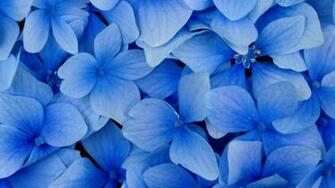 Flowers Flower Wallpaper