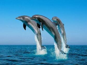 Cute Dolphins Animals Windows Theme All For